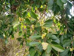 Image result for Scolopia mundii