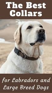 We Ve Put Together Here A List Of Some Of The Best Collars For Labradors And Large Breed Dogs To Help You Make The Right Large Dog Breeds Labrador Labrador Dog