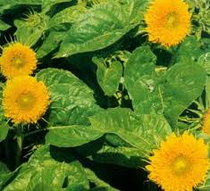 Maybe you would like to learn more about one of these? Pagina 17 La Guia De Plantas