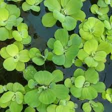 We did not find results for: Jual Tanaman Air Apung Apu Apu Untuk Ikan Cupang Guppy S Jakarta Utara Die S Farm Tokopedia