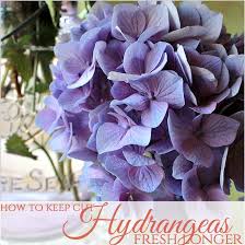 Maybe you would like to learn more about one of these? How To Keep Cut Hydrangea Flowers Fresh Longer French Garden House