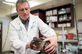 › exotic animal hospital near me. Zoological Medicine Small Animal Hospital College Of Veterinary Medicine University Of Florida