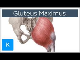 Gluteus Maximus The Largest And Heaviest Muscle In The Body It Is The Most Superficial Of All Gluteal Muscles Gluteal Muscles Muscle Function Muscle Testing