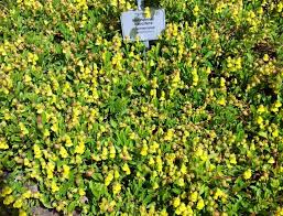 Image result for Hermannia seineri