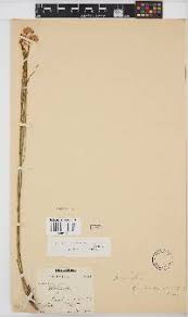 Image result for Nidorella spartioides