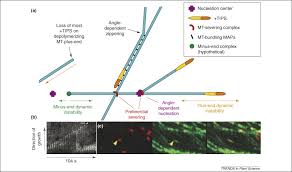 Increasing cell number means cell division increases potential for growth; Microtubules Maps And Plant Directional Cell Expansion Trends In Plant Science