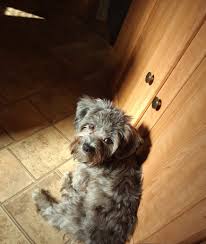The usa has the largest global dog and cat population. About Us Animal Rescue Foundation Tulsa Oklahoma