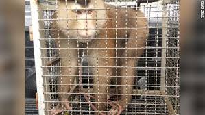 Responding to the growing dispute in july, thai commerce minister jurin laksanawisit told reporters that using monkeys in the. Costco Drops Chaokoh Coconut Milk Over Allegations Of Forced Monkey Labor Cnn