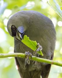 Kokako Vulnerable Species Native To Nz Looks Like A Crow From A Distance Mostly Hops Around And Sings Beautif Pet Birds Vulnerable Species Beautiful Birds