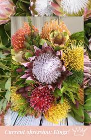 King Protea Beautiful Flowers Flowers King Protea