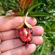 Image result for Riocreuxia