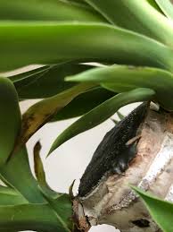 Yucca elephantipesr1girlthis is a beautiful and hardy plant. What Is With These Leaves On My Yucca Elephantipes I Just Bought It From Ikea Several Days Ago Repotted It With Half Cactus And Half Indoor Plant Soil And Watered It A