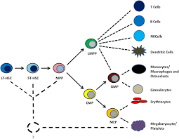 The flag of portugal (portuguese: Hematopoietic Niche Exploring Biomimetic Cues To Improve The Functionality Of Hematopoietic Stem Progenitor Cells Costa 2018 Biotechnology Journal Wiley Online Library