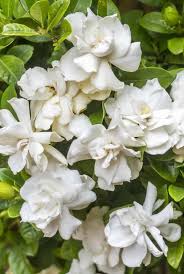I fiori bianchi e profumati pendono tutti dallo stesso lato. Fiori Bianchi 15 Idee Per Un Giardino Luminoso Guida Giardino