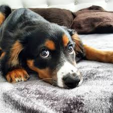 They tend to be lazier and prefer to lie around you can rely on their loyalty as well. 29 Dogs That Are Mixed With Border Collie The Paws