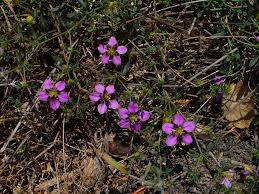 Image result for Fagonia