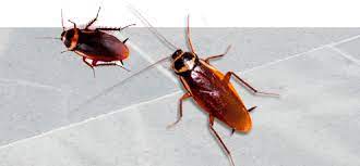 Pests range from mosquitoes causing dangerous diseases like dengue and malaria, cockroaches carrying while a simple google search reveals hundreds of pest control companies, if you want the best services with services available throughout mumbai, we are experts in the field of pest control. Pest Control Services In Mumbai Aegis Care Iso Certified