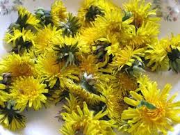 Eating Dandelion Flowers Proverbs 31 Woman Eating Dandelions Dandelion Flower Flower Tea