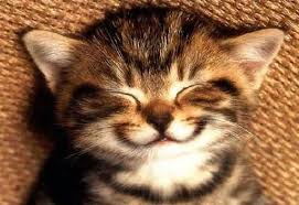 Mutlu Bir Gun Olmasi Dilegiyle Gunaydin Cute Kittens Kedi Komik Hayvan