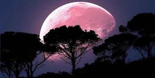 Como um signo de água, escorpião é um signo cheio de profundidade emocional e uma compreensão diferenciada dos mistérios da vida. Super Lua Rosa Estara Em Seu Apice Nesta Quarta Feira 8 Radio Cacula Noticias De Tres Lagoas E Regiao Ms