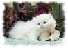 Persian Kittens For Sale by Reputable Breeders | Pets4You