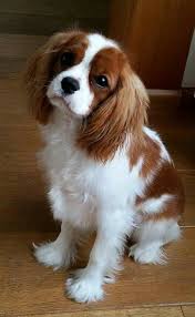 After the reign of king charles ii, the popularity of this breed faded and they were. Cavalier King Charles Spaniel Dog Breed History And Some Interesting Facts