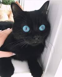 Funny Animal Pics Funnyanimalpics Black Cats Are Thought To Bring Bad Luckbut We Think Theyre Absolutely Ador Cute Cats And Kittens Pretty Cats Cute Baby Cats