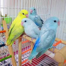 Pacific Parrotlet Forpus Family Parrots Pet Birds