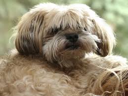 Deshalb wurde chispita mitte juni 2021 in unser spanisches partnertierheim triple a (marbella) gebracht, von wo aus sie ein neues zuhause sucht, wo sie für den rest ihres lebens noch einmal so richtig glücklich werden darf. Kleine Hunde In Not Purina One Mini