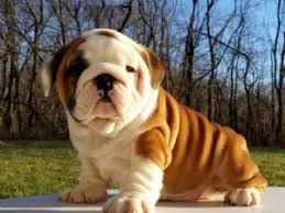 While it can be cheaper to rescue an english bulldog as opposed to buying one from a breeder, you should know that you may have to pay more than you. English Bulldog Breeders Near Me Petfinder