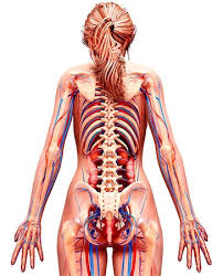 Human organs diagram back view. Human Anatomy From The Back Anatomy Drawing Diagram
