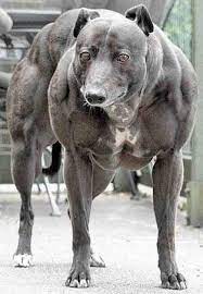 Giống chó pitbull có nguồn gốc từ mỹ. 4 Loai Ä'á»™ng Váº­t CÆ¡ Báº¯p Nháº¥t Tháº¿ Giá»›i