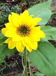 Garden Answers Plant Identification Perennial Sunflower Plants Plant Identification