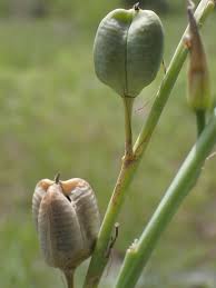 Image result for Dipcadi viride