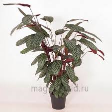 Image result for Ktenante Ctenanthe