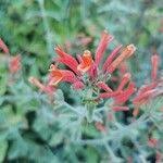 Image result for Dicliptera sericea