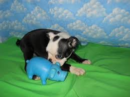 Nothing expected until late summer. Boston Terrier Puppies Pets And Animals For Sale Arkansas