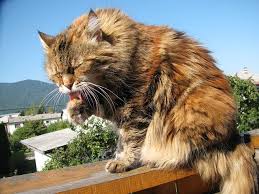 Olive oil is one of natural oil which is good for our health. 14 Reasons You Should Be Talking About Can Cats Eat Olives