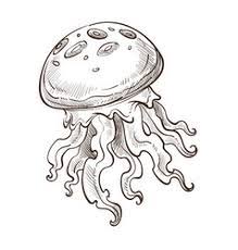 Learn how to draw a new realistic animal each week in this fun art class that is geared toward beginners. Pencil Sea Animals Drawings Vector Images Over 420