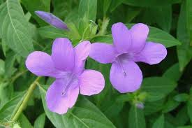 Image result for Barleria rhynchocarpa