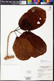 Image result for Premna hans-joachimii