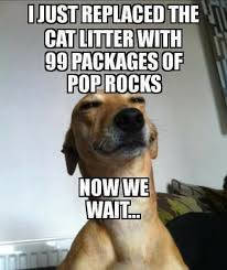 Can T Wait Till Christmas That Popsicle Should Be Done By Then Funny Animal Jokes Funny Animal Memes Funny Dog Memes