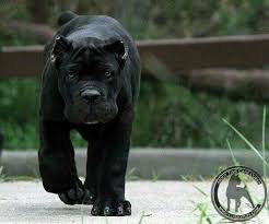 Pin By Ole Simonsen On Cane Corso Cane Corso Puppies Corso Dog Cane Corso