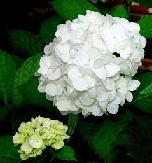 Pin By B B On Hydrangea Flower Power Hydrangea Flower Types Of Hydrangeas Big Leaf Hydrangea