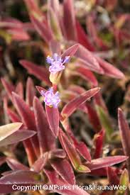 Image result for Cyanotis