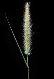 Image result for Setaria homonyma