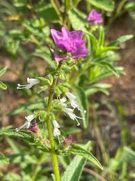 Image result for Syncolostemon bracteosus
