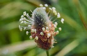 Image result for Plantago