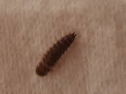 Gibt es einen angler in der familie, dem ein paar maden stiften gegangen sind? Larven Die Meistgelesenen Fragen