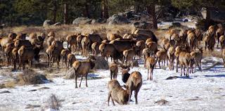 Gang Of Elk In Colorado In Winter Wildlife Herding Elk